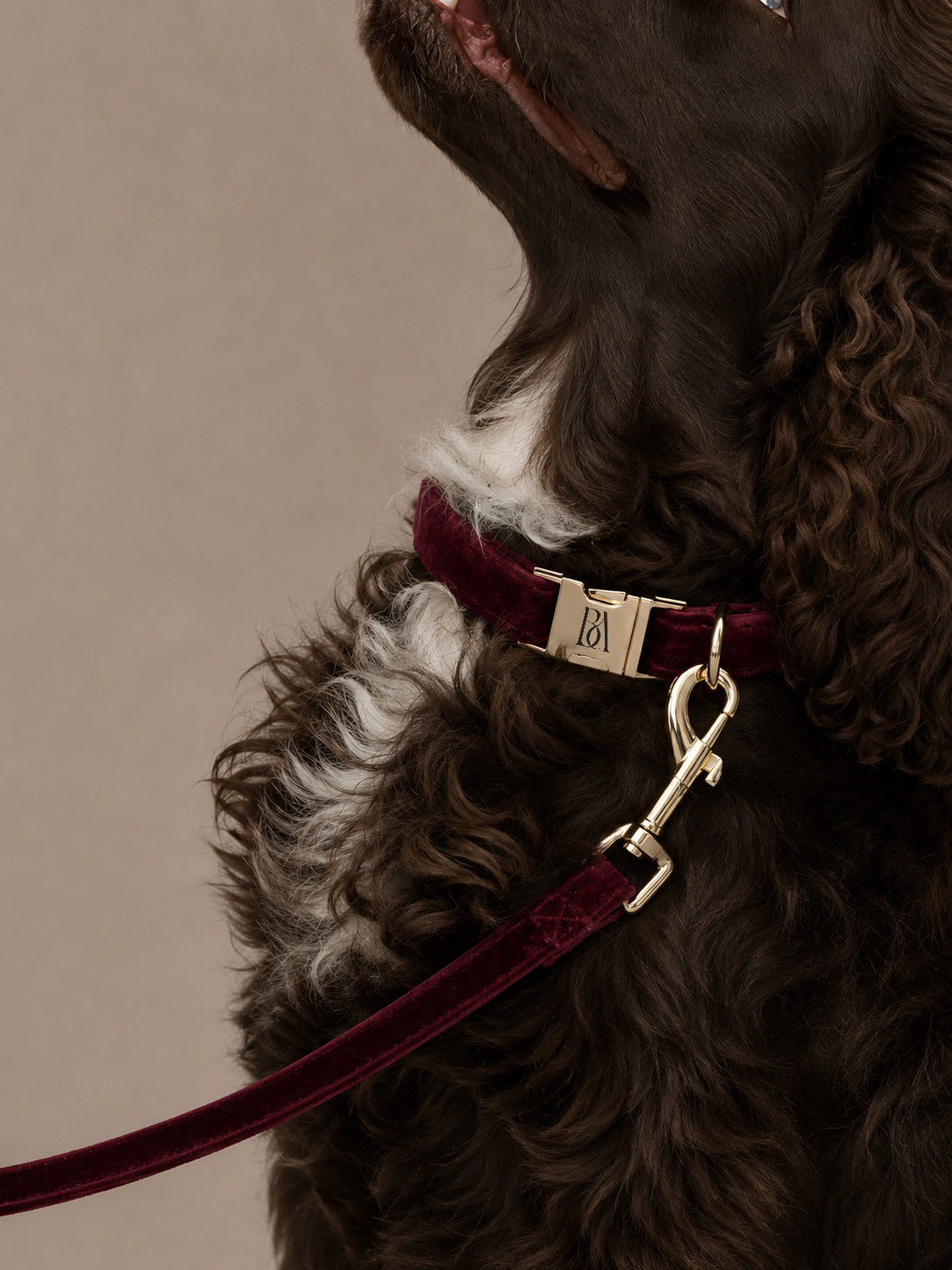 COLLARS & LEASH