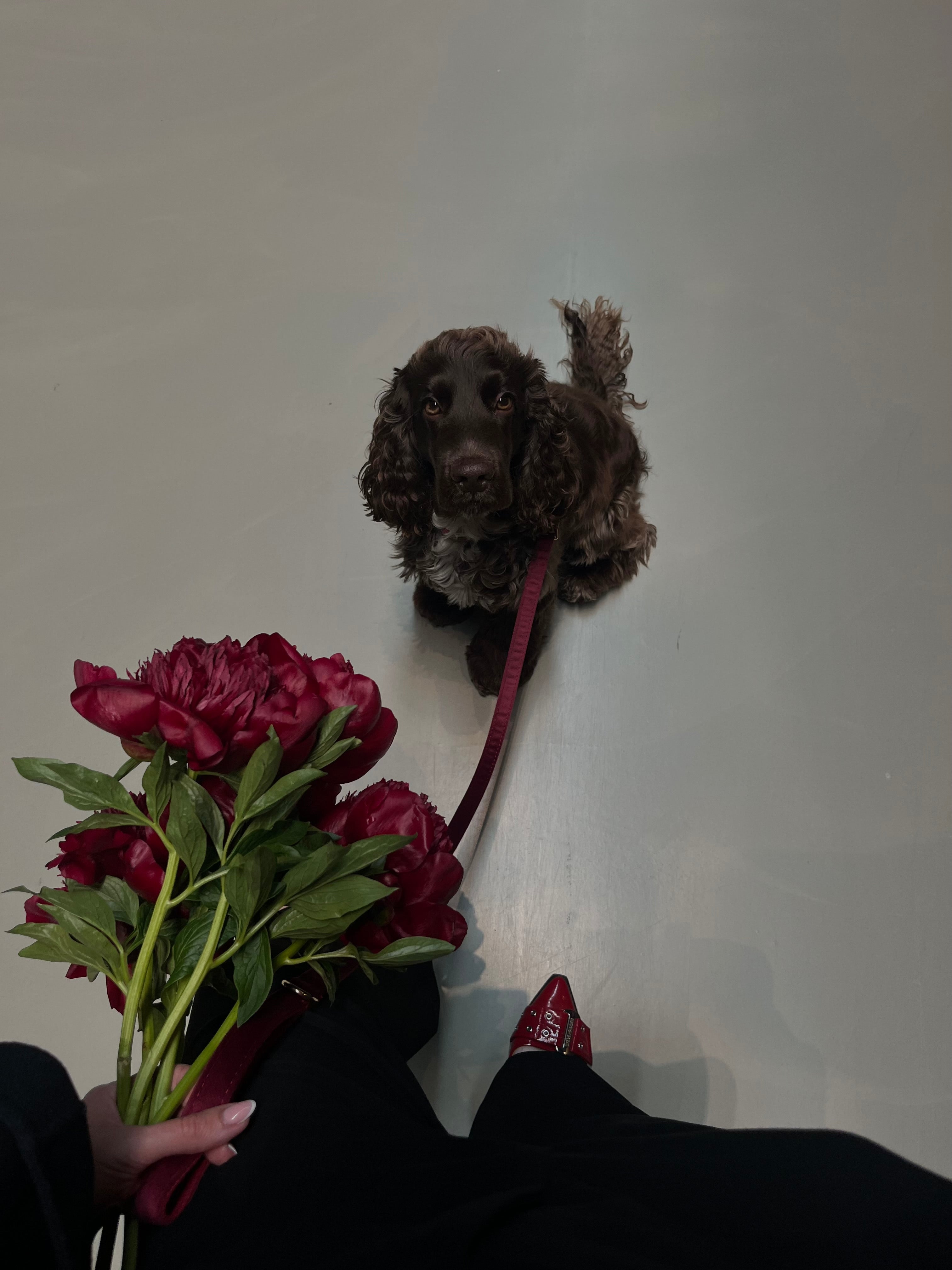 Bordeaux Velvet Pet Collar