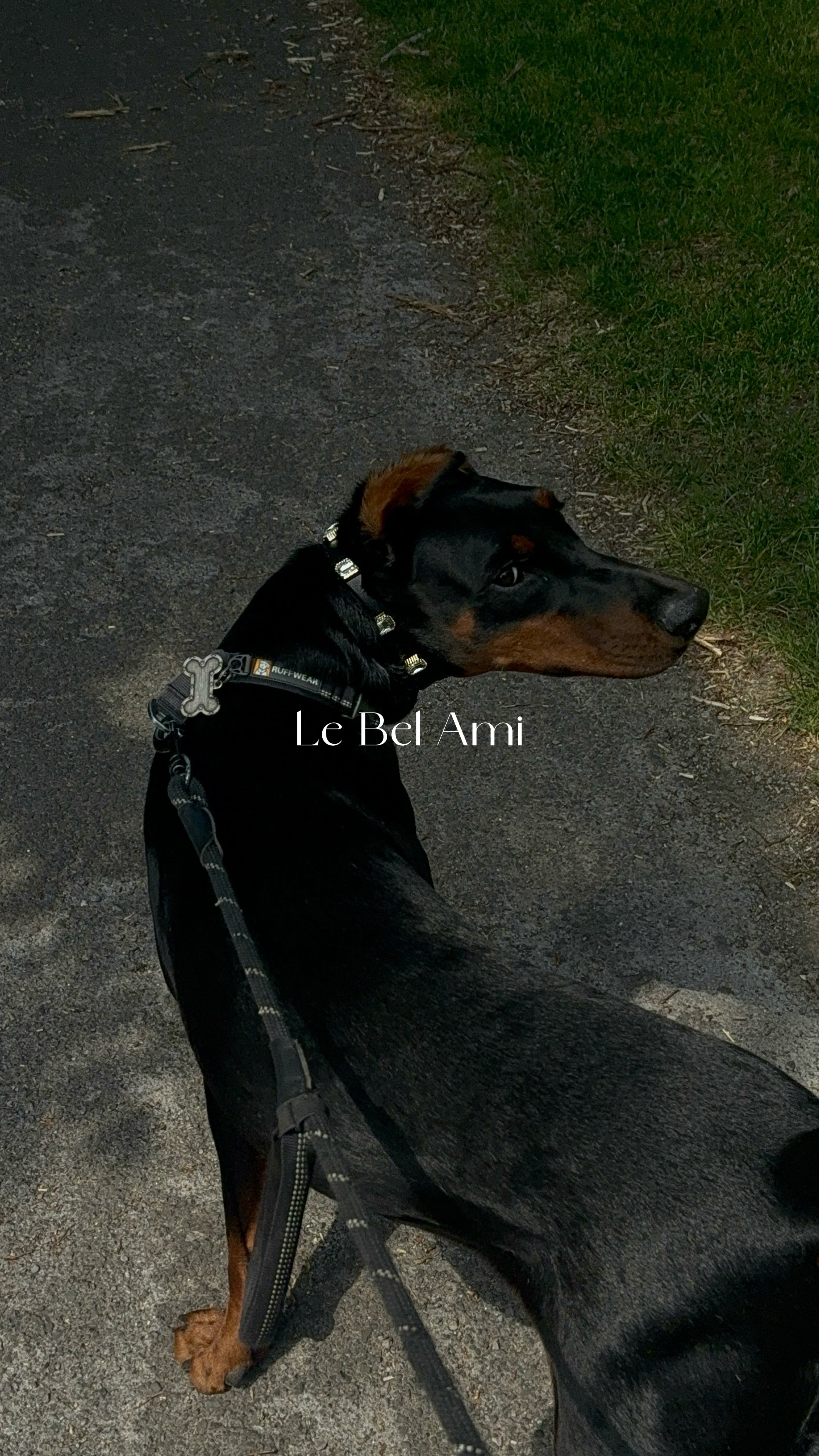 Noir Radient Collar