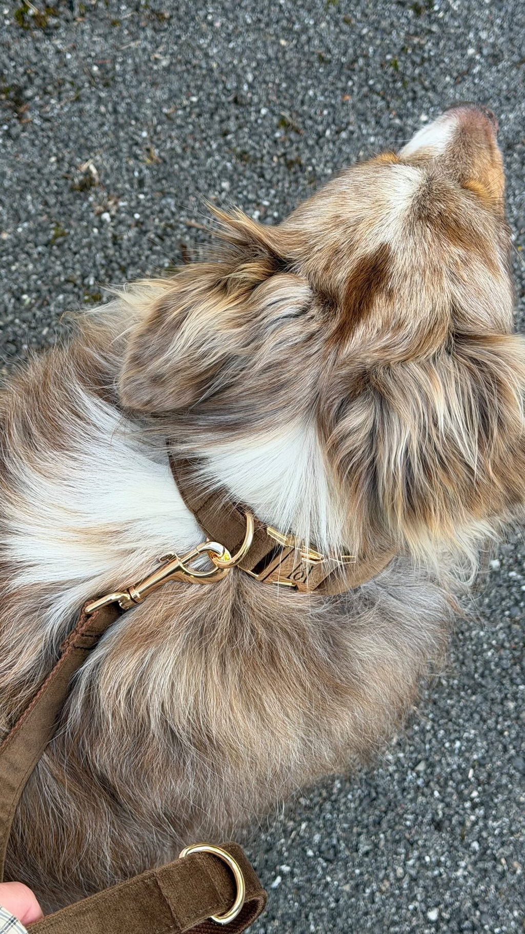 Coco Velvet Pet Collar