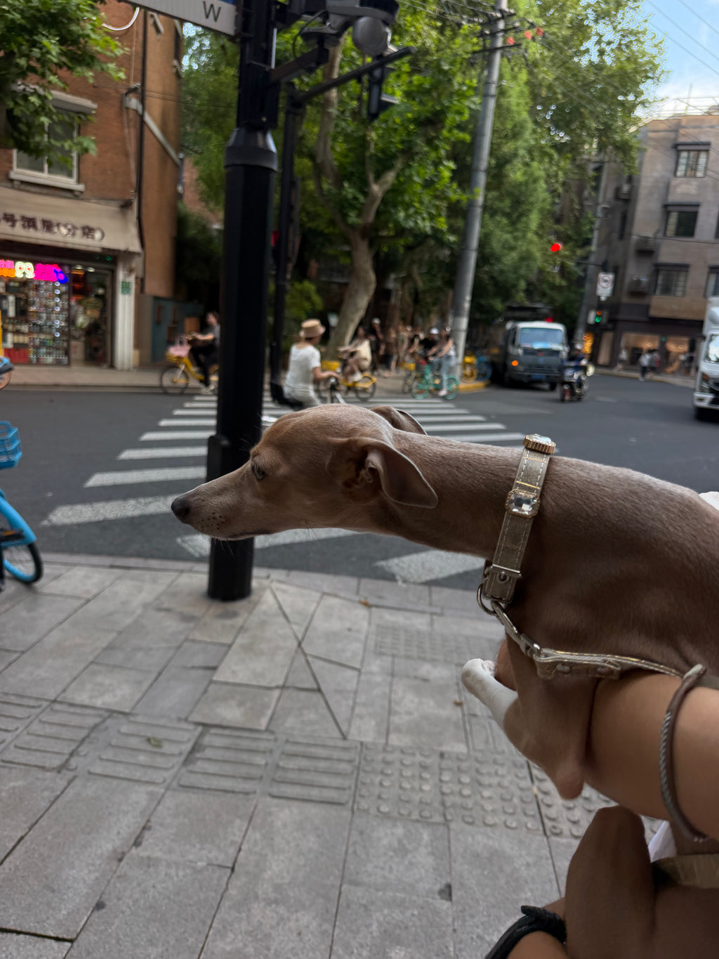 Ivory Luxe Gem Collar + Leash