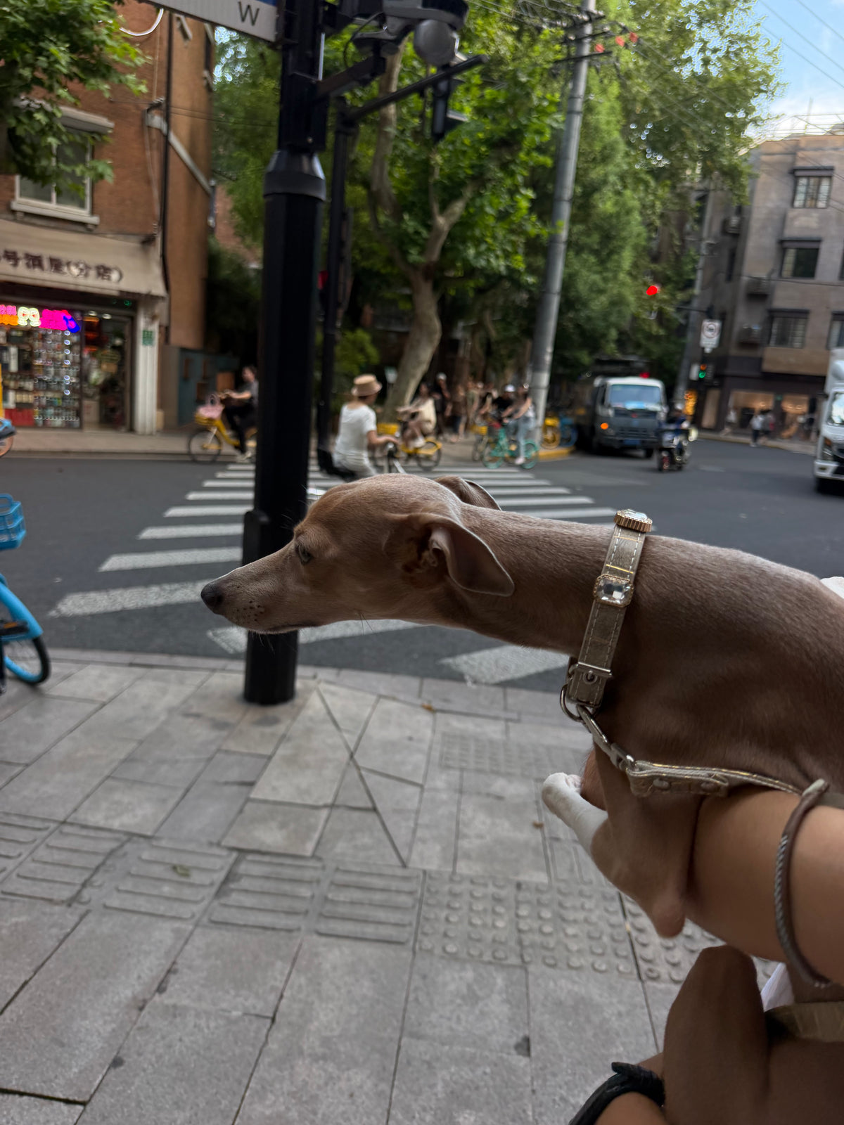 Ivory Luxe Gem Collar + Leash