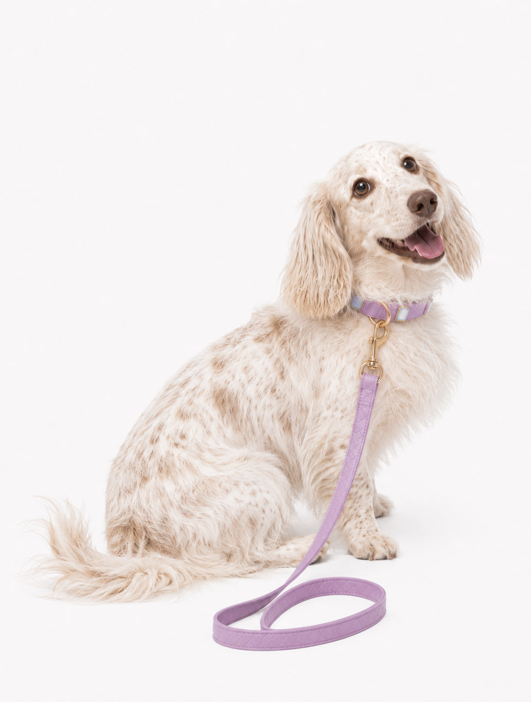 Lilac Aurora Baby Collar + Leash