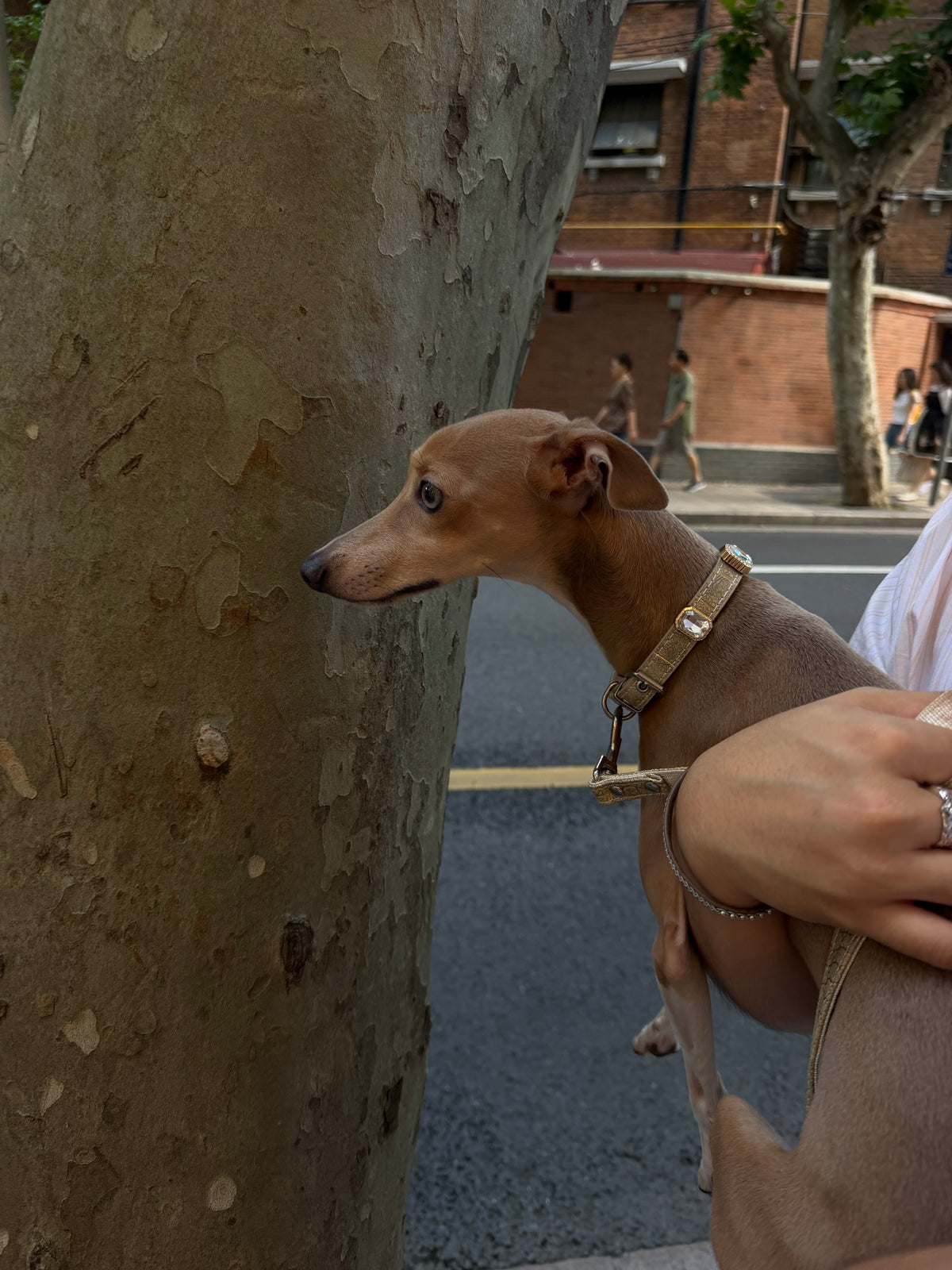 Ivory Luxe Gem Collar + Leash
