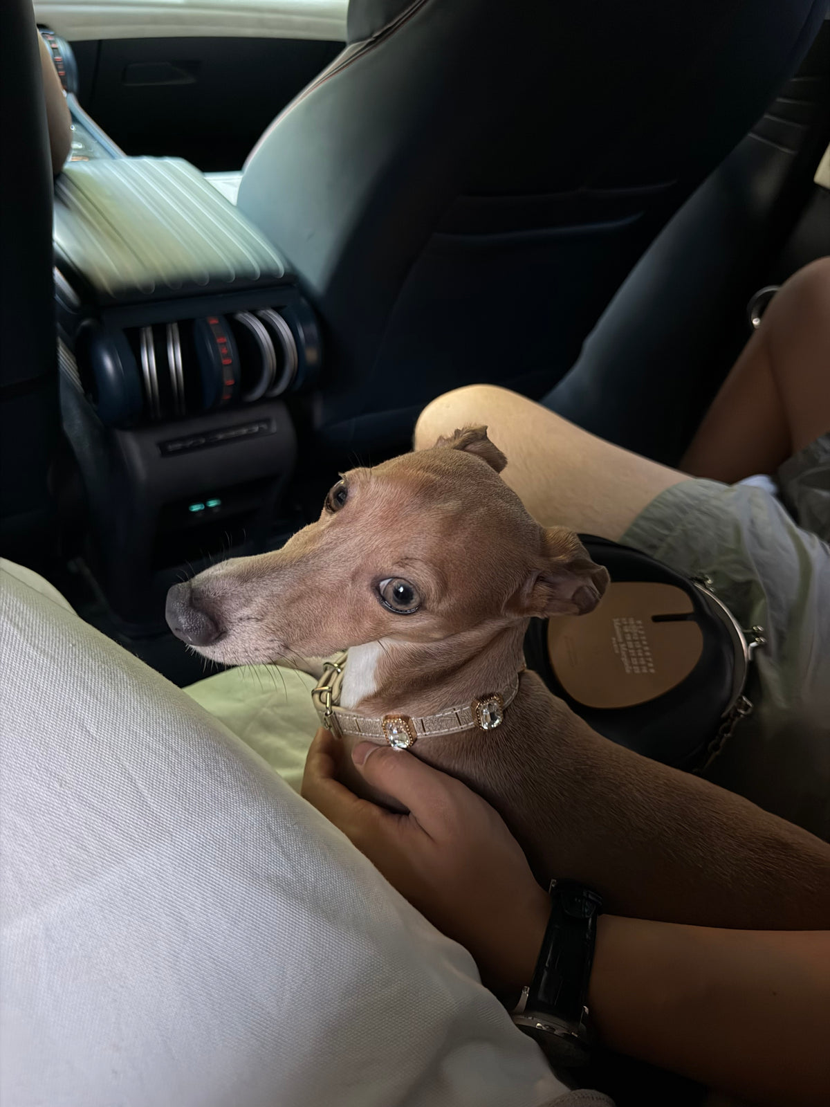 Ivory Luxe Gem Collar + Leash