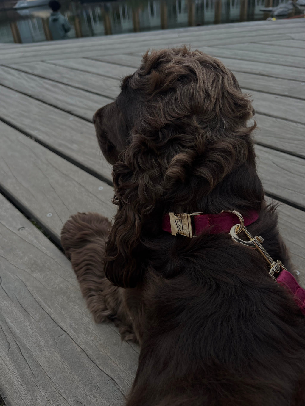 Bordeaux Velvet Pet Collar