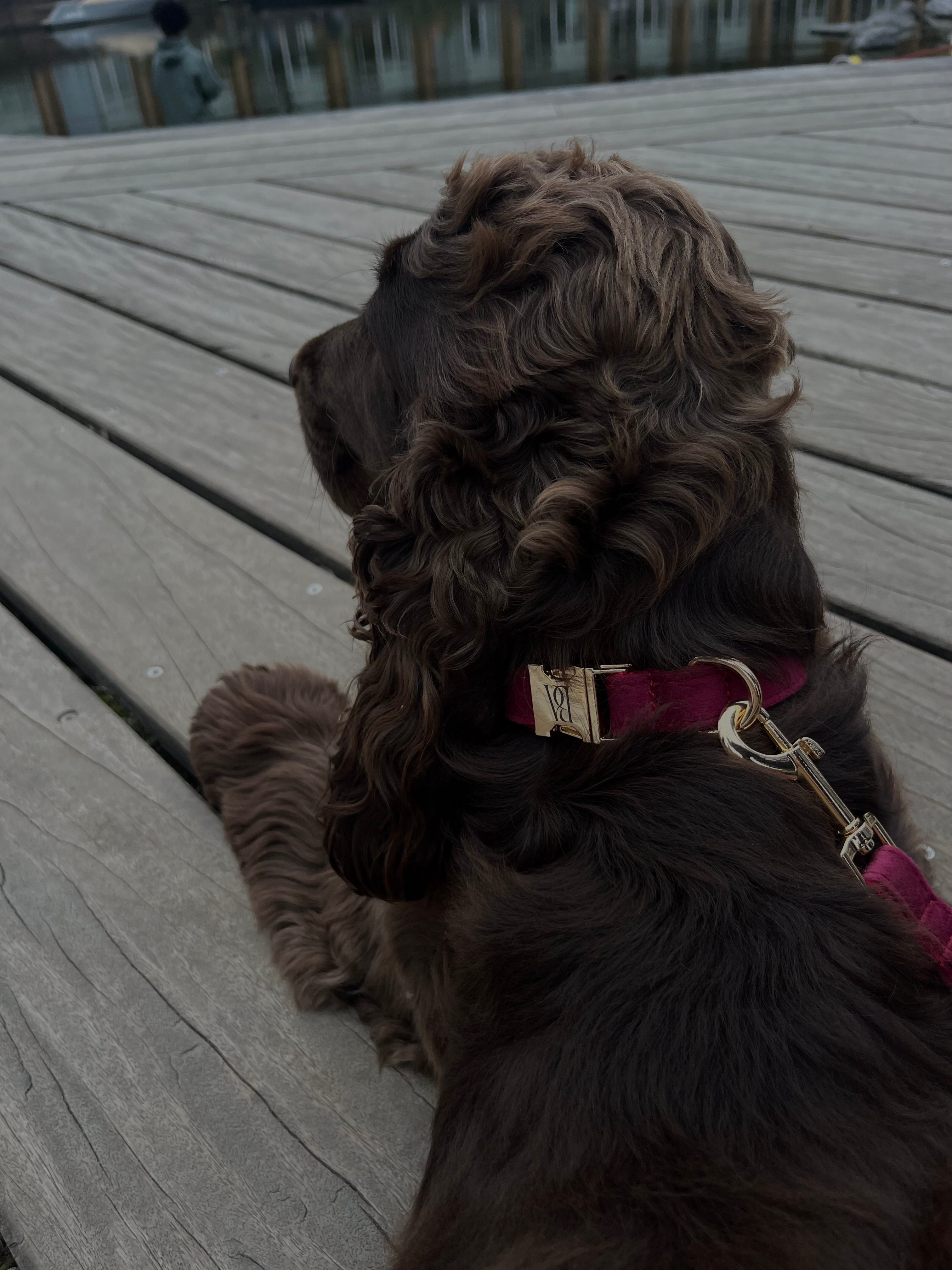 Bordeaux Velvet Pet Collar