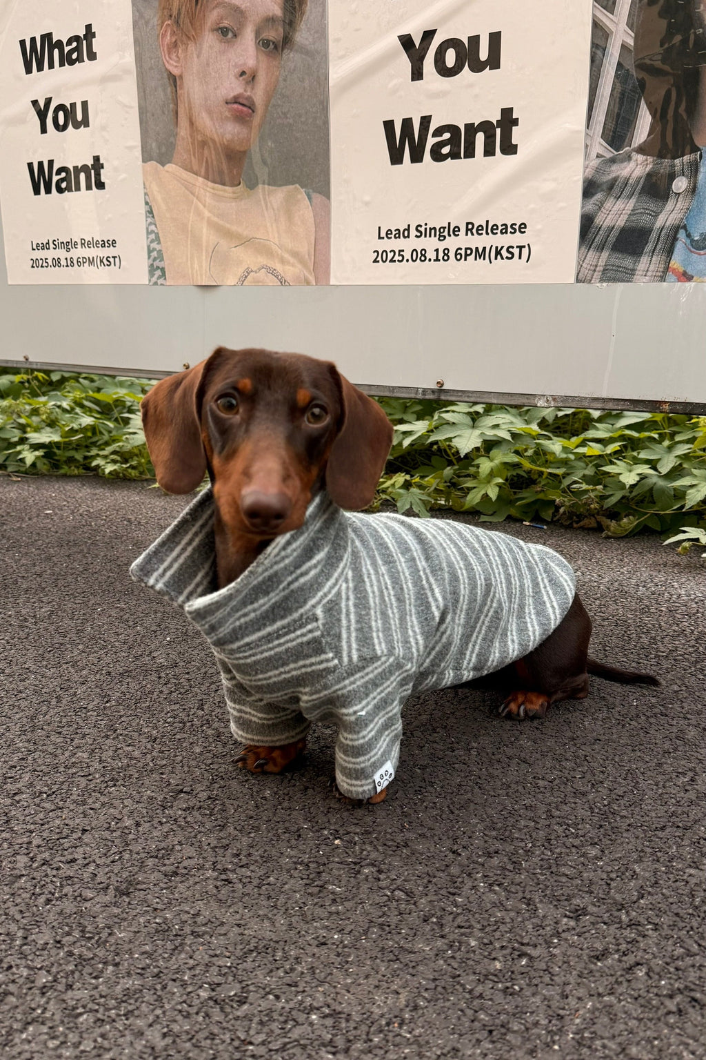 Gentle Gray Striped Polo