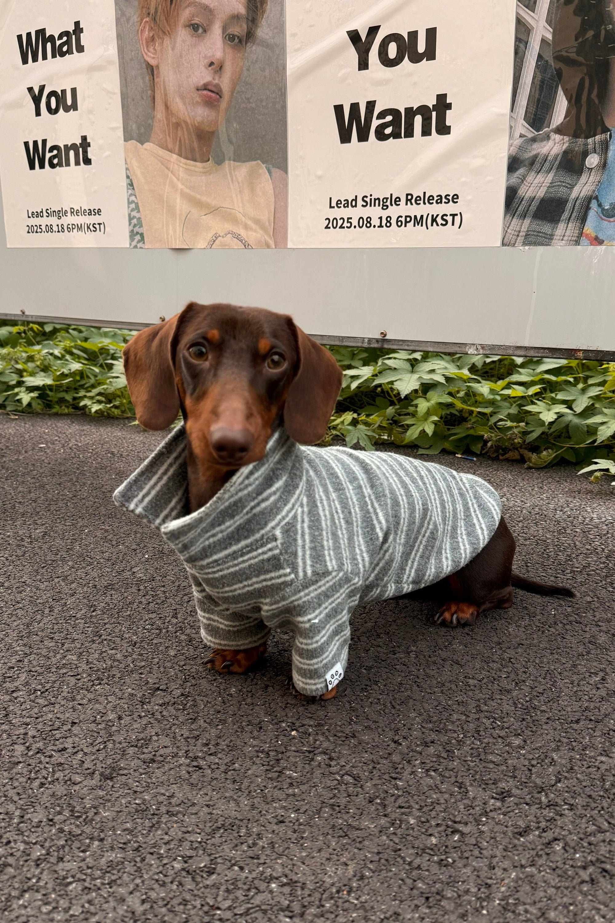 Gentle Gray Polo