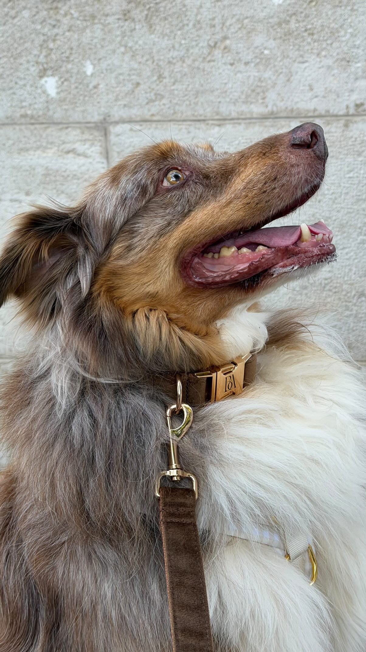 Coco Velvet Pet Collar