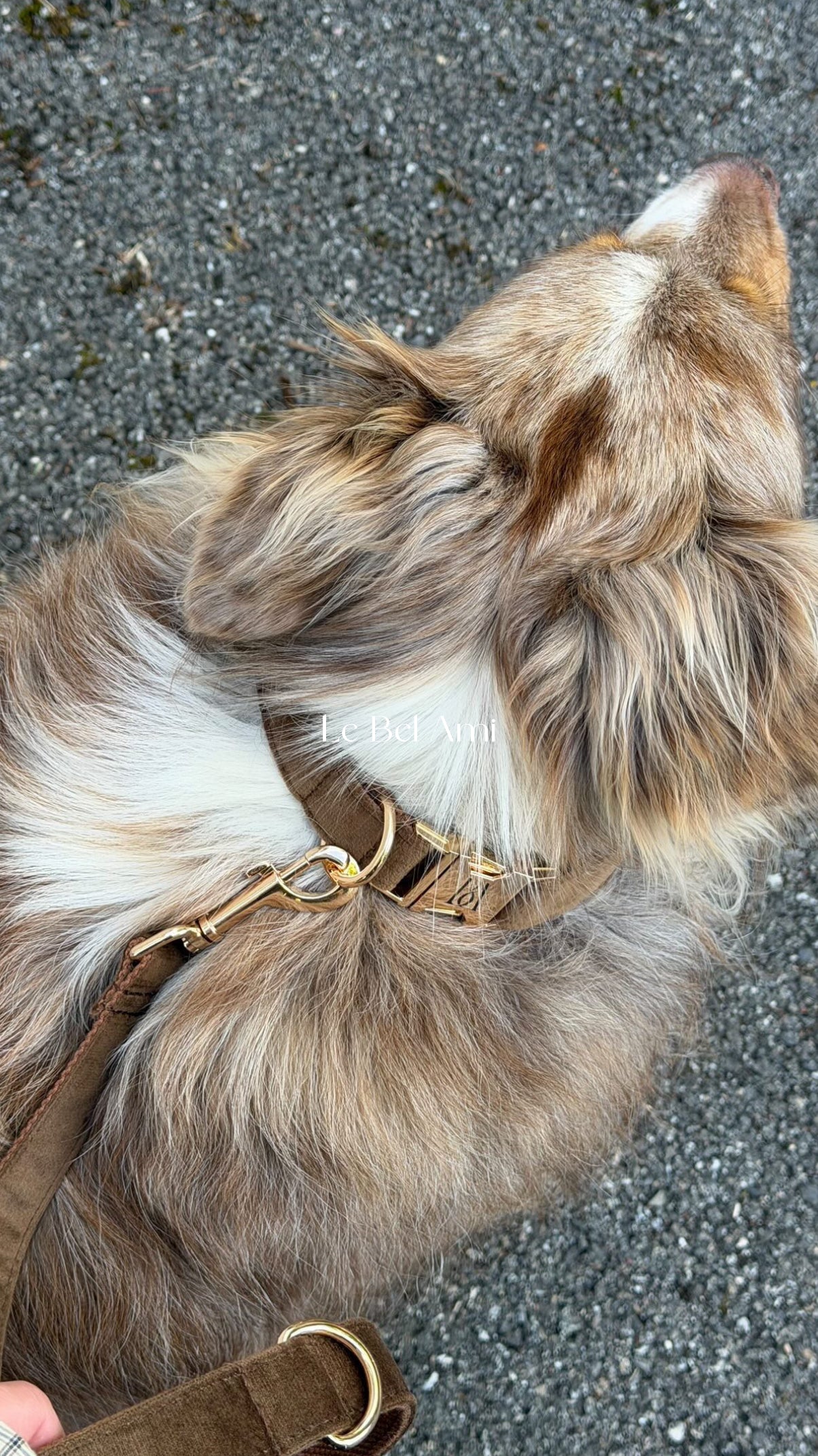 Coco Velvet Pet Leash
