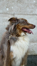 Coco Velvet Pet Collar