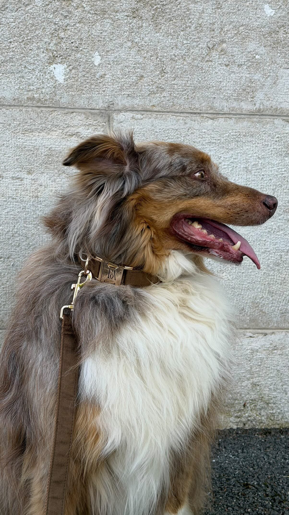 Coco Velvet Pet Collar