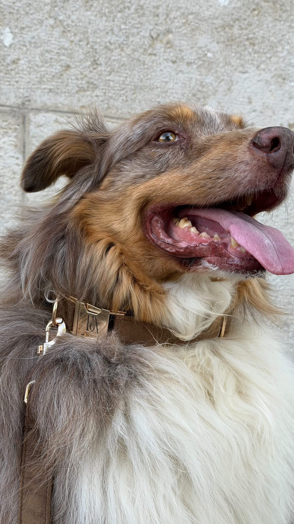 Coco Velvet Pet Collar