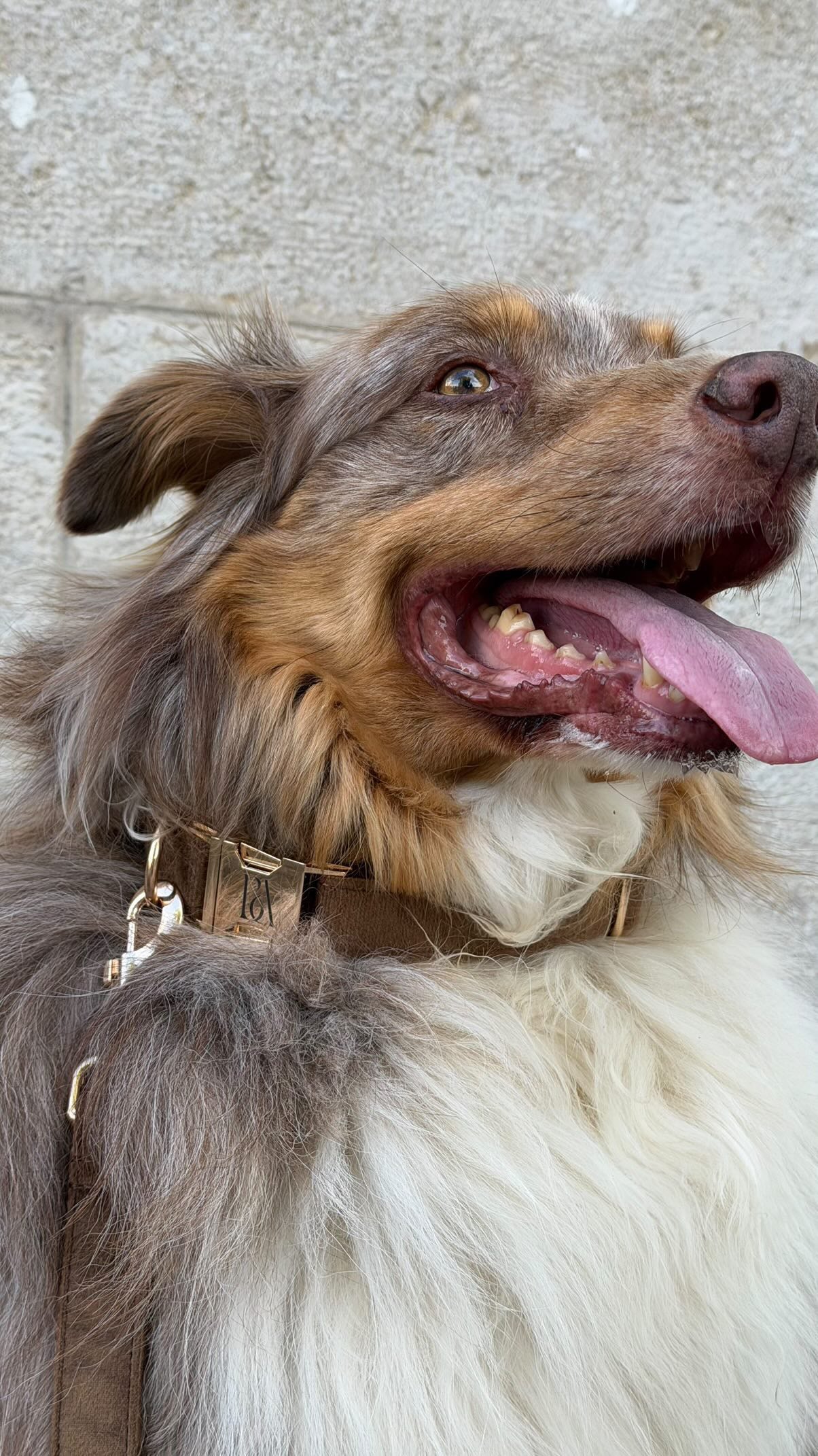 Coco Velvet Pet Collar