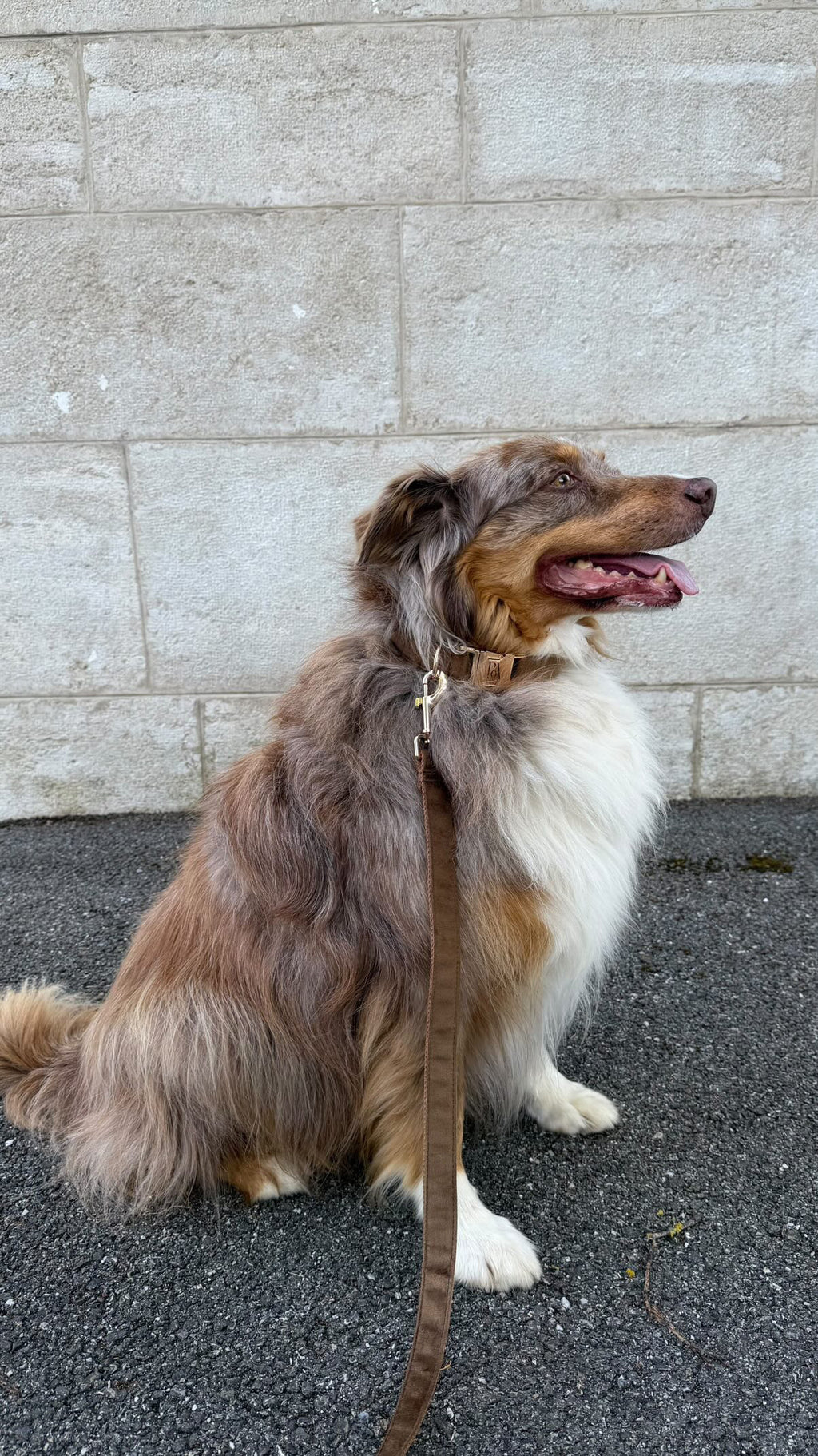Coco Velvet Pet Collar