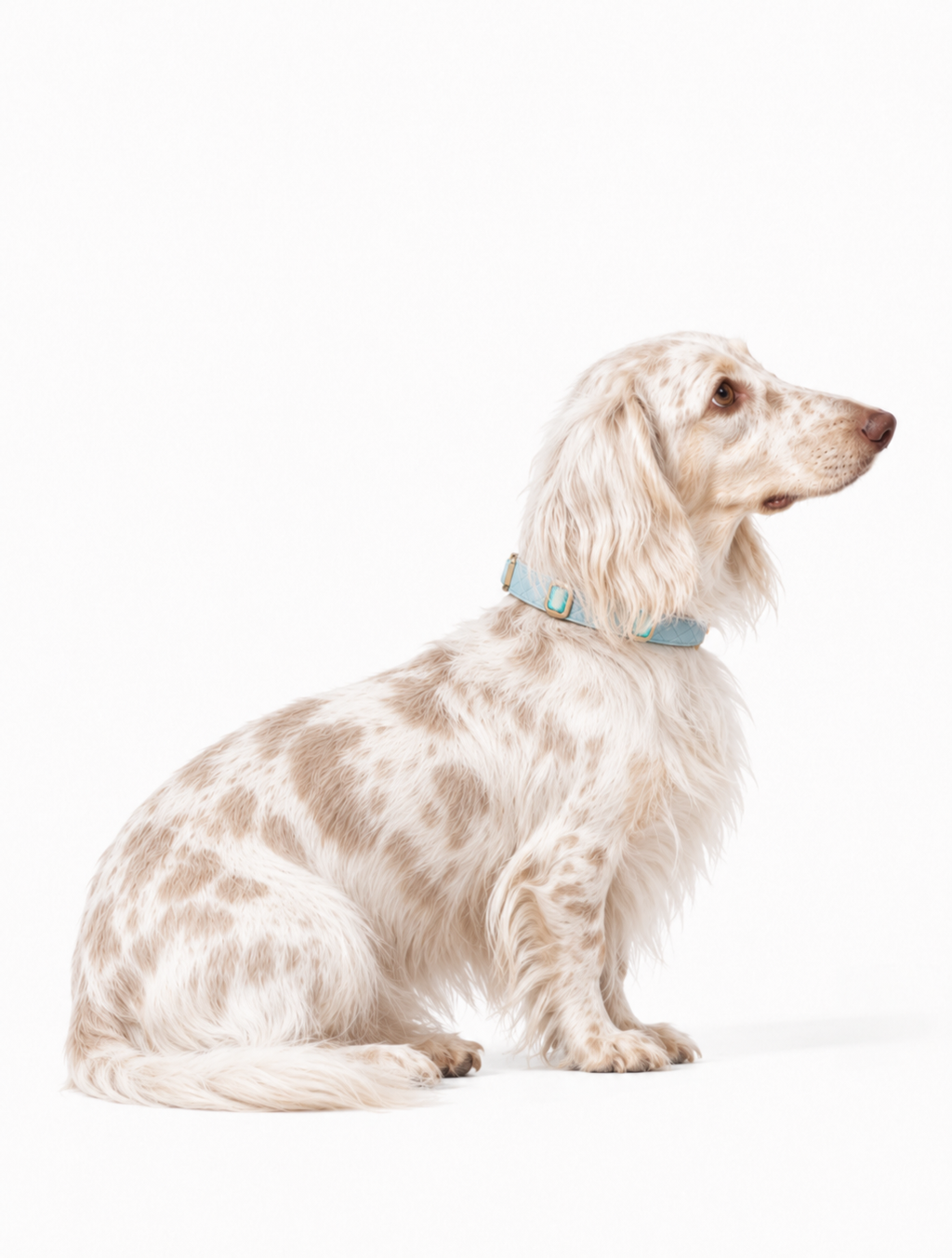 Arctic Aurora Baby Collar + Leash