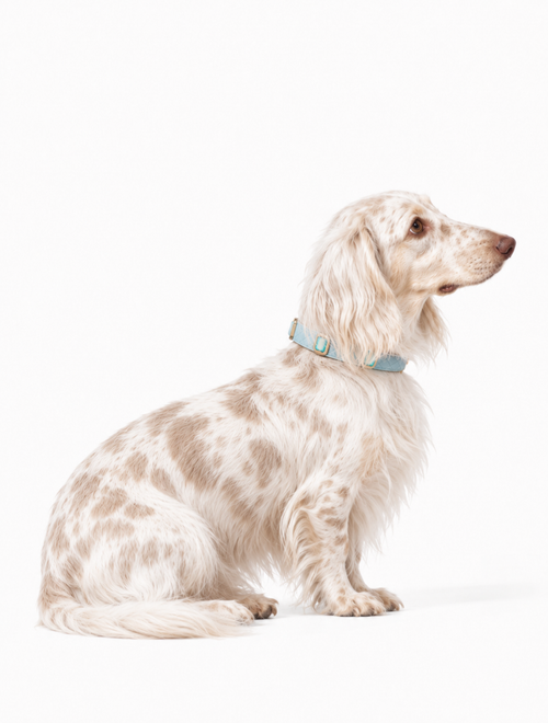 Arctic Aurora Baby Collar + Leash