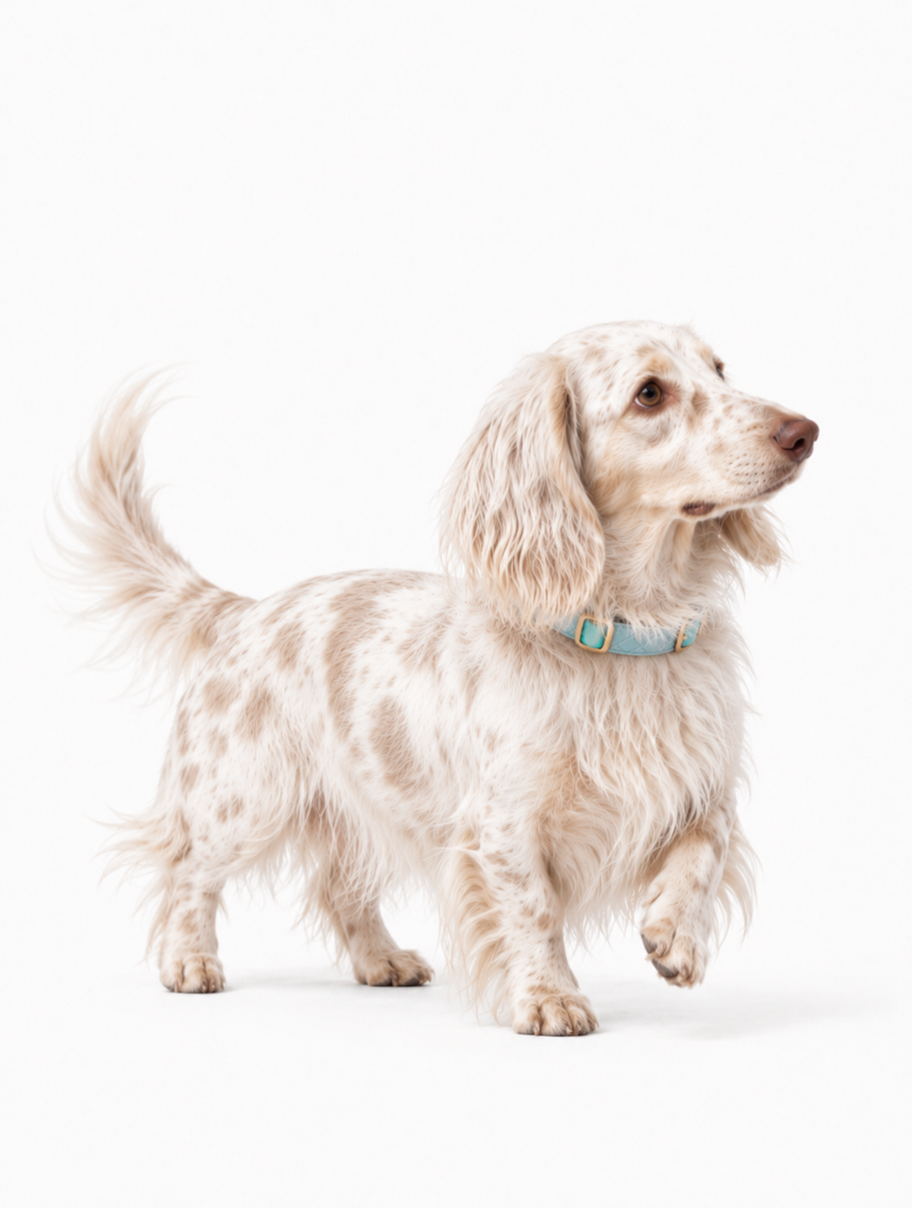 Arctic Aurora Baby Collar + Leash
