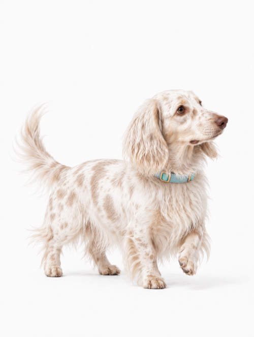 Arctic Aurora Baby Collar + Leash