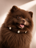 Brownie Radient Collar