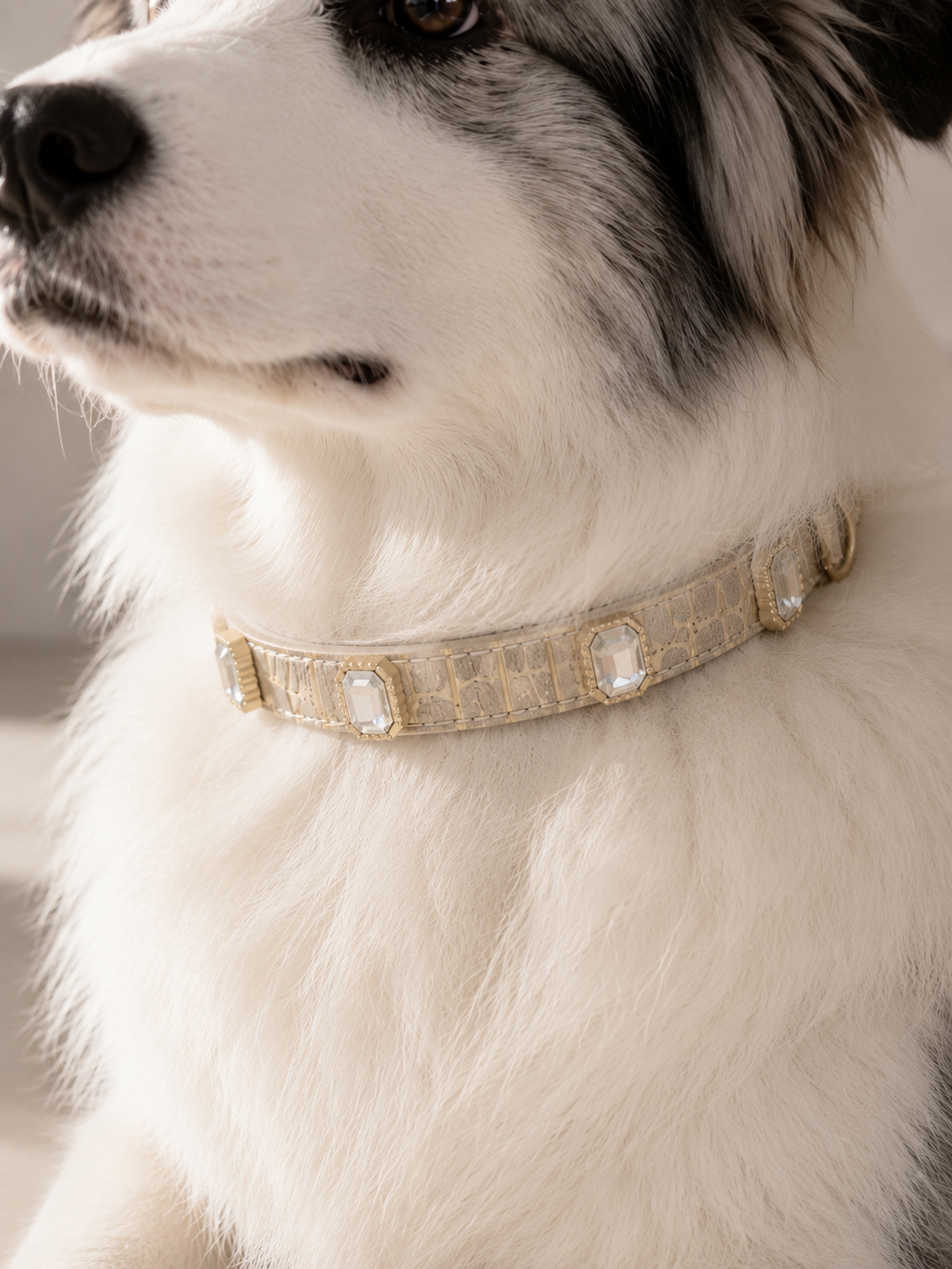 Ivory Luxe Gem Collar + Leash