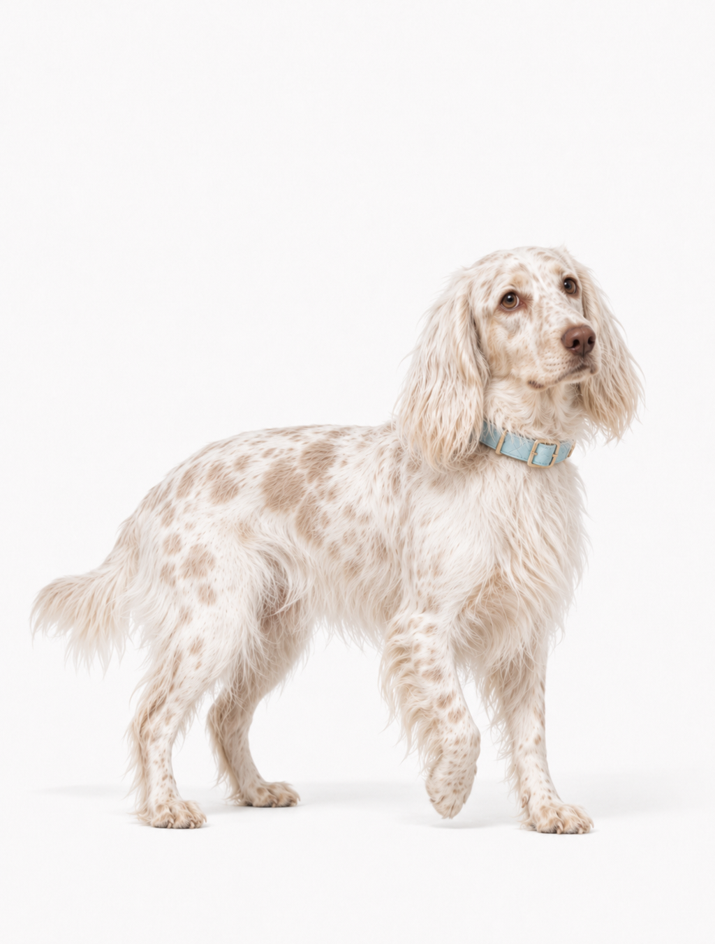 Arctic Aurora Baby Collar + Leash