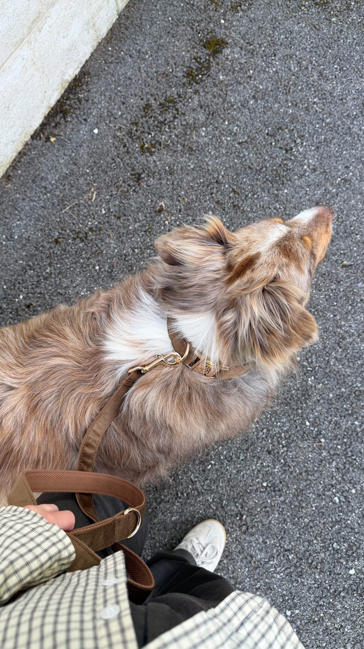 Coco Velvet Pet Leash