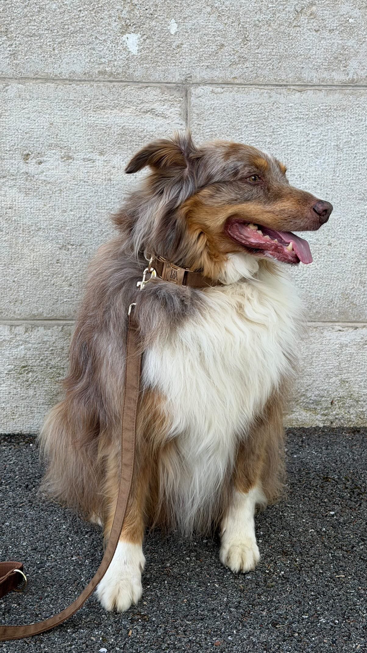 Coco Velvet Pet Collar