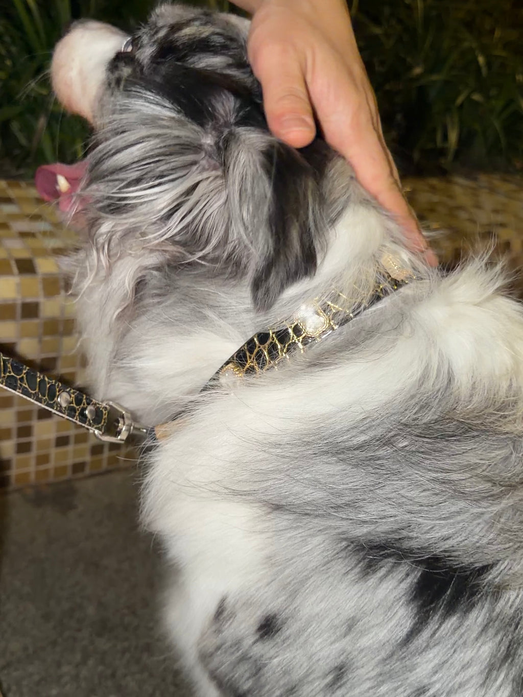 Noir Luxe Gem Collar + Leash