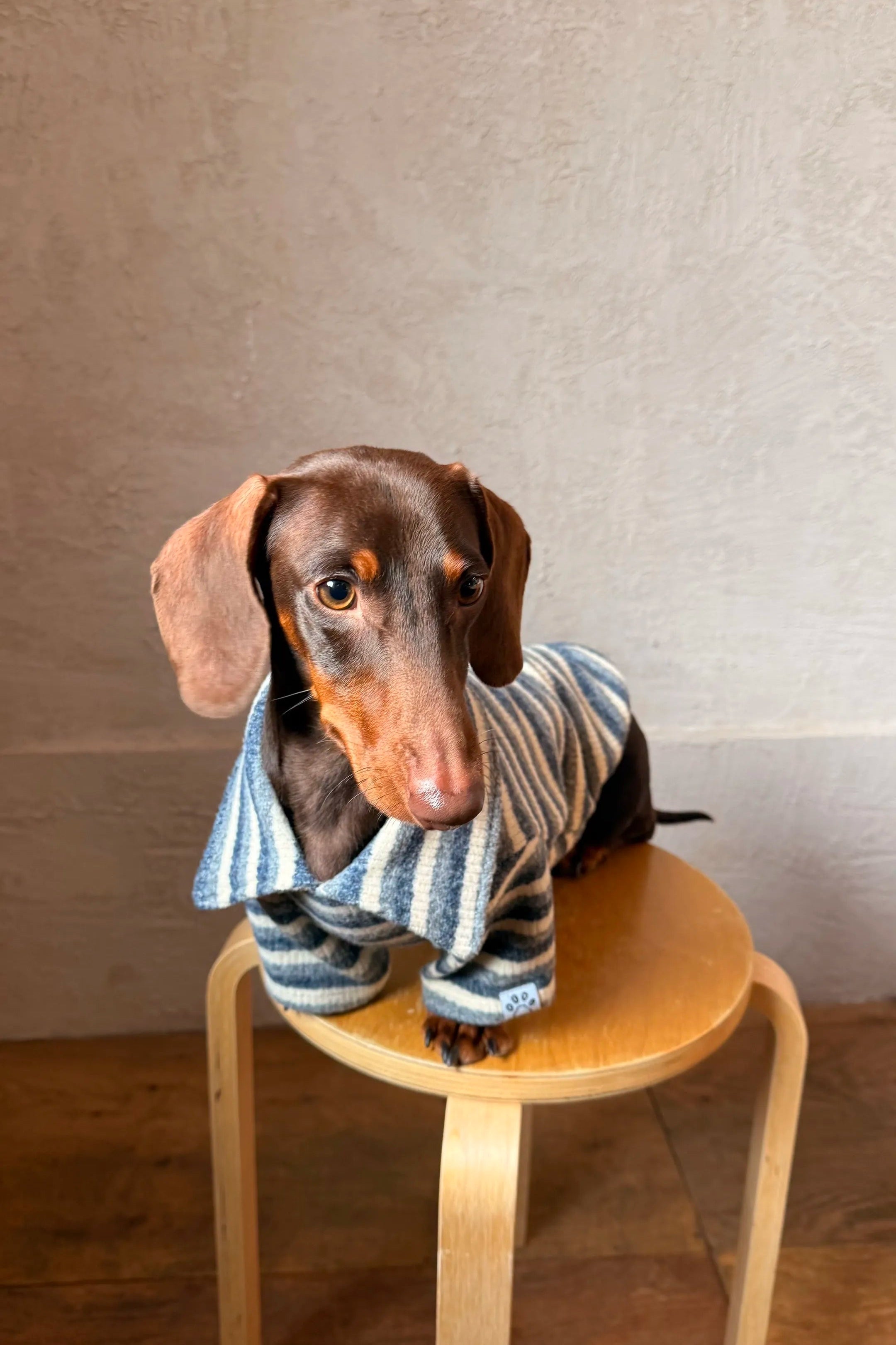 Gentle Blue Polo