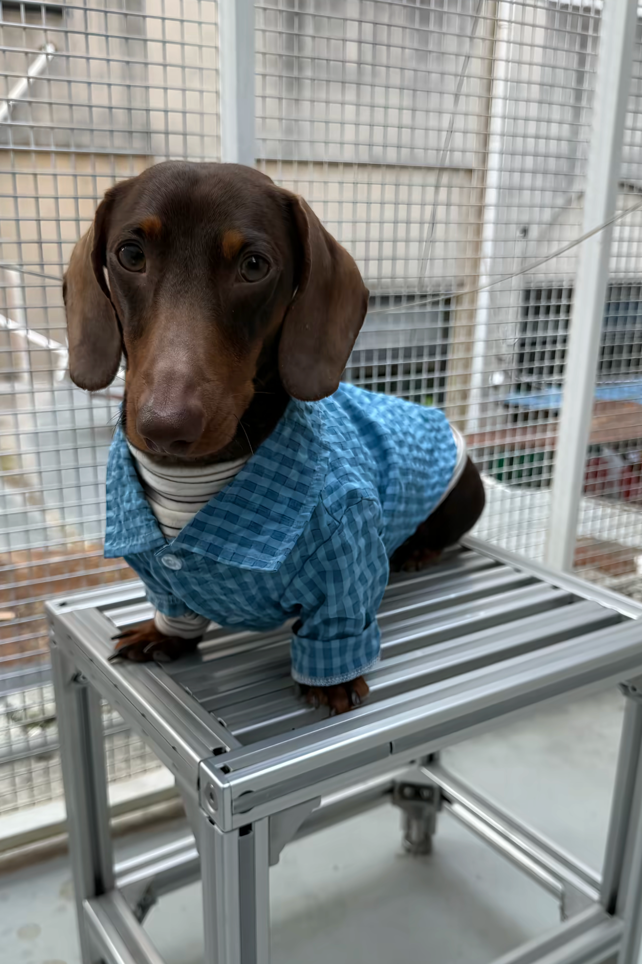Gentle Waffle Polo