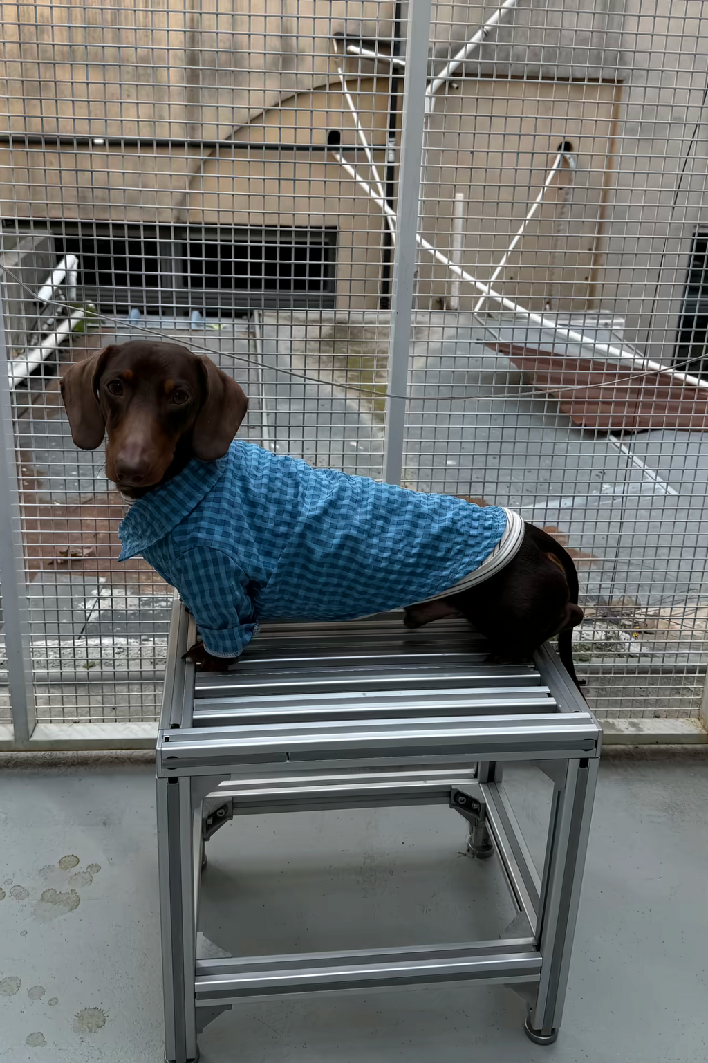 Gentle Waffle Polo