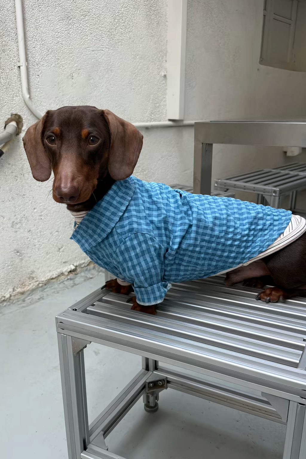 Gentle Waffle Polo
