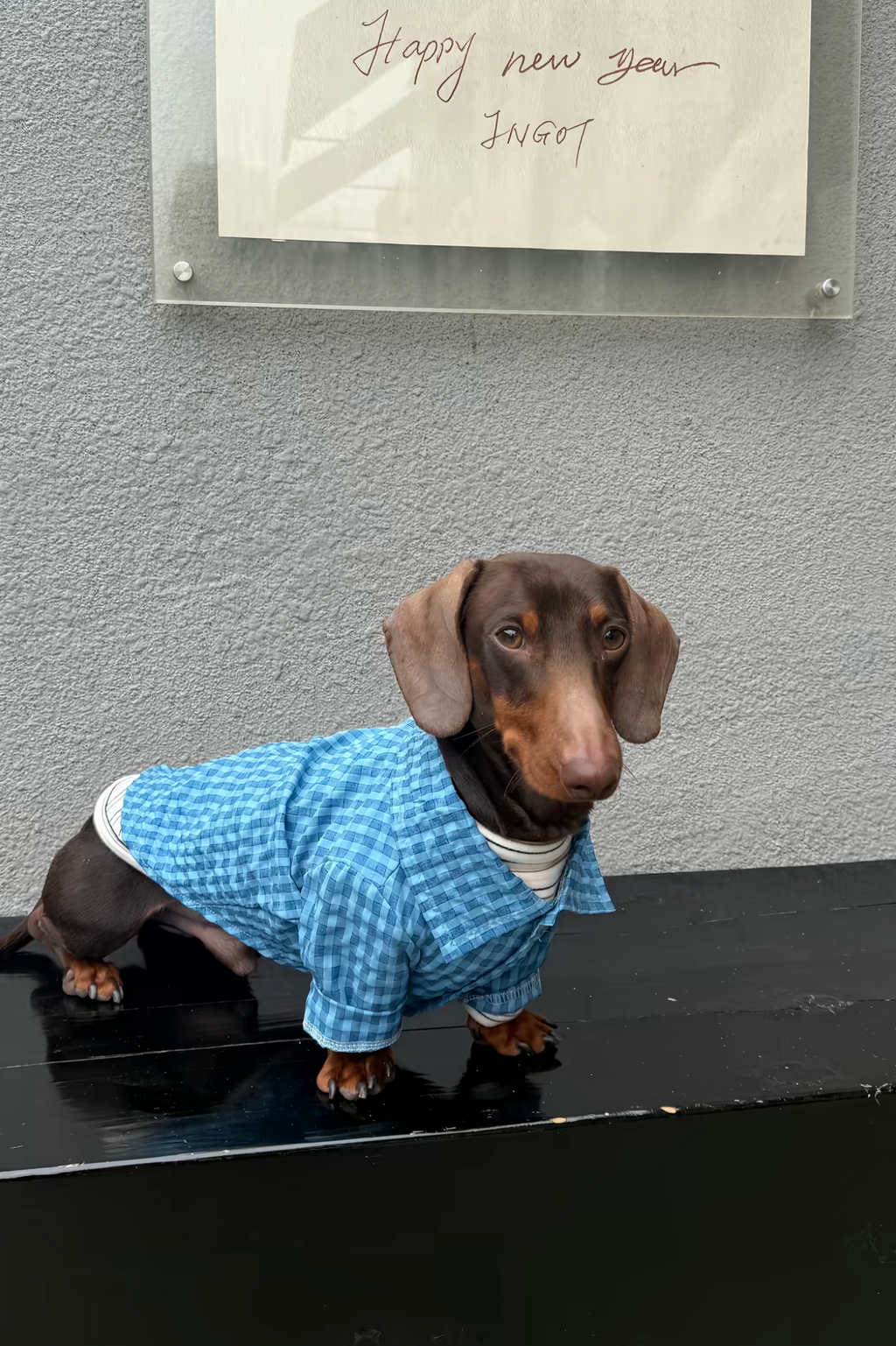 Gentle Waffle Polo