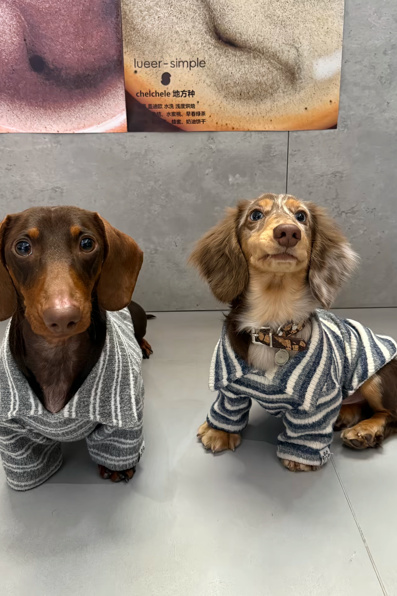 Gentle Gray Striped Polo