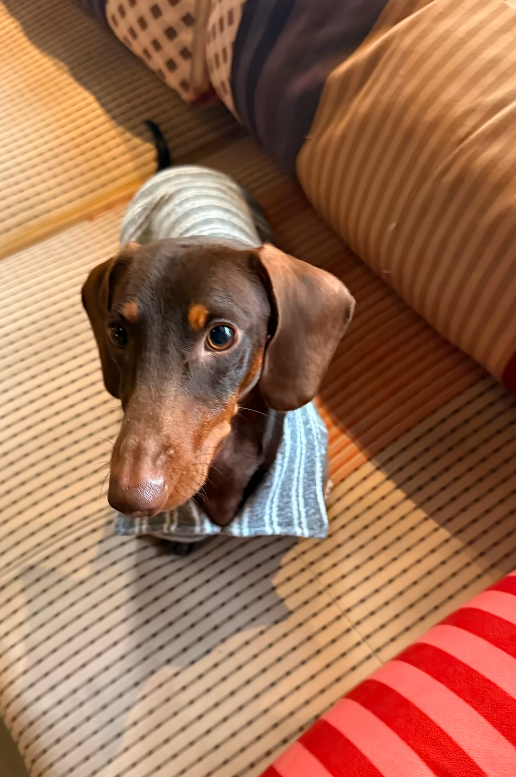 Gentle Gray Striped Polo
