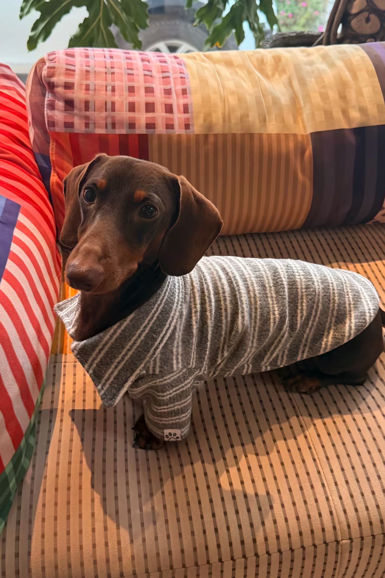 Gentle Gray Polo