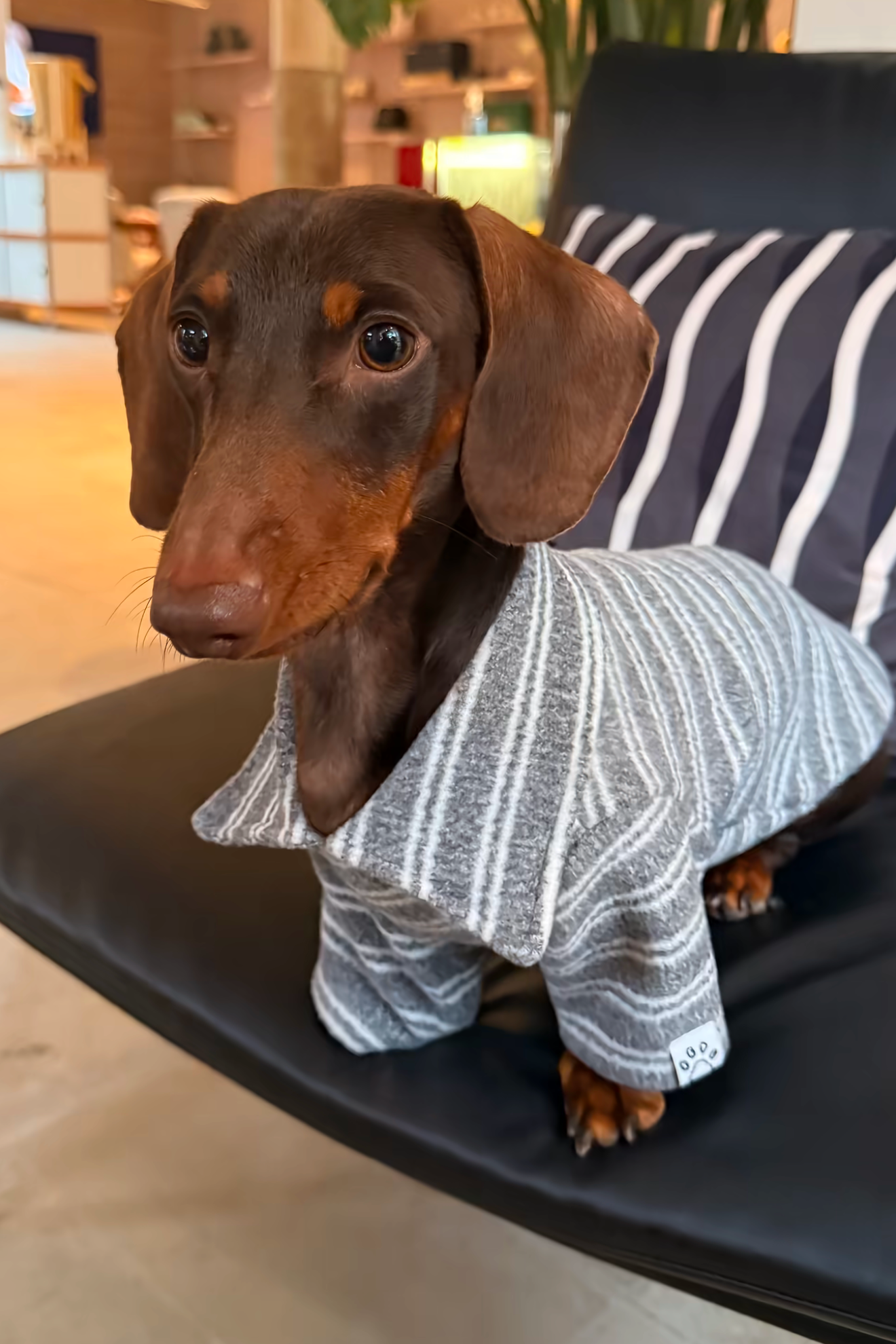 Gentle Gray Striped Polo