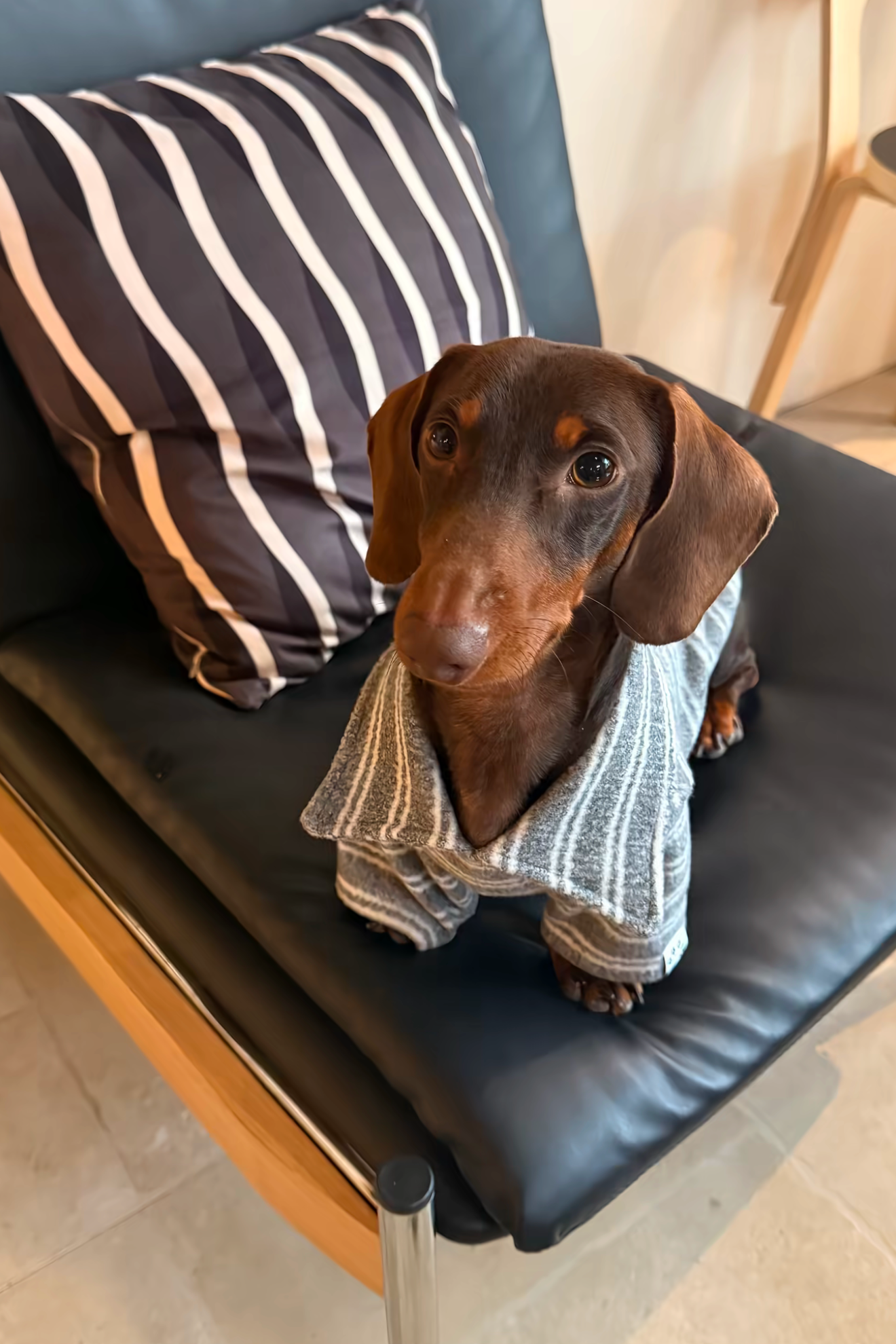Gentle Gray Polo