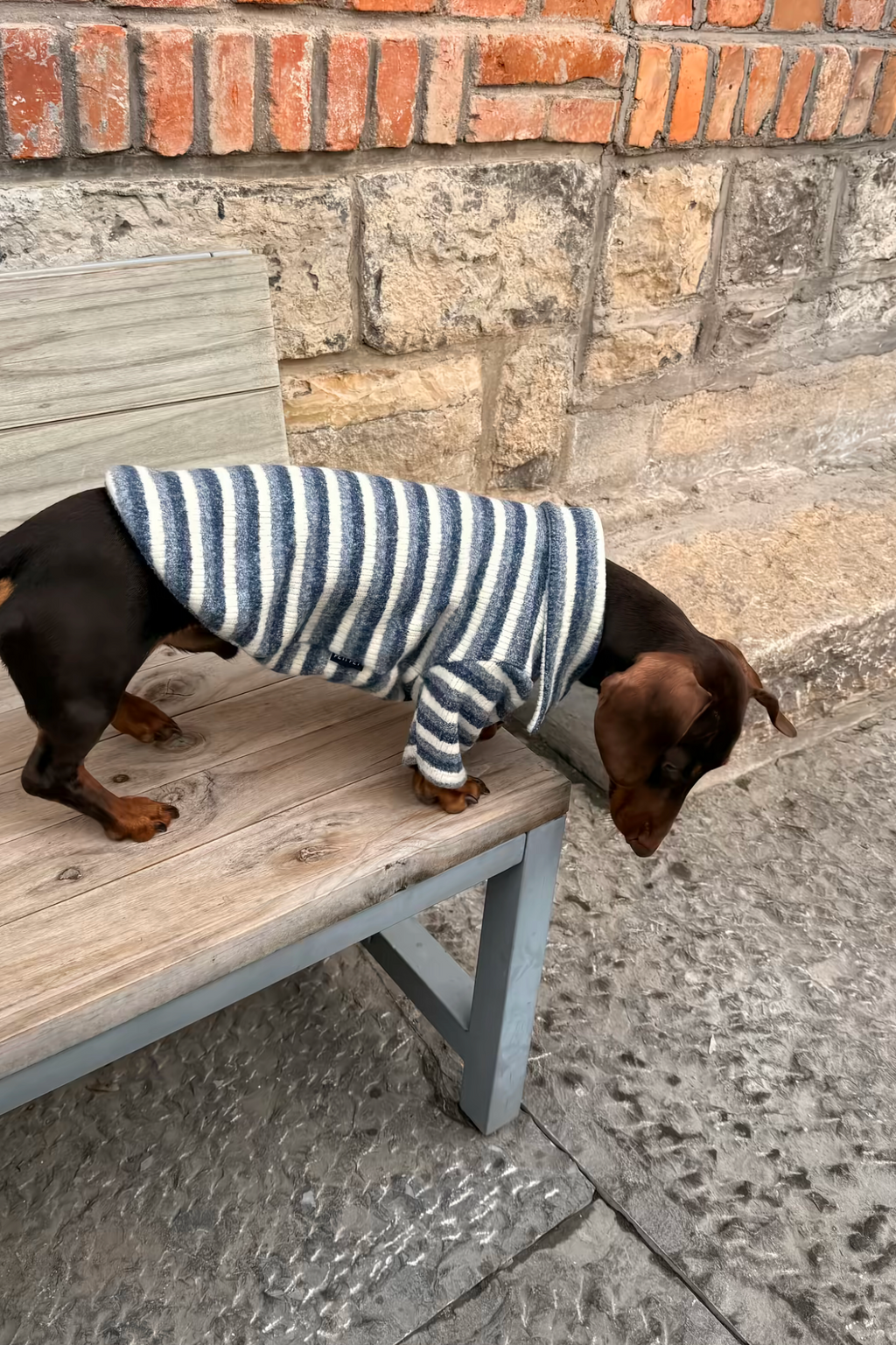 Gentle Blue Striped Polo