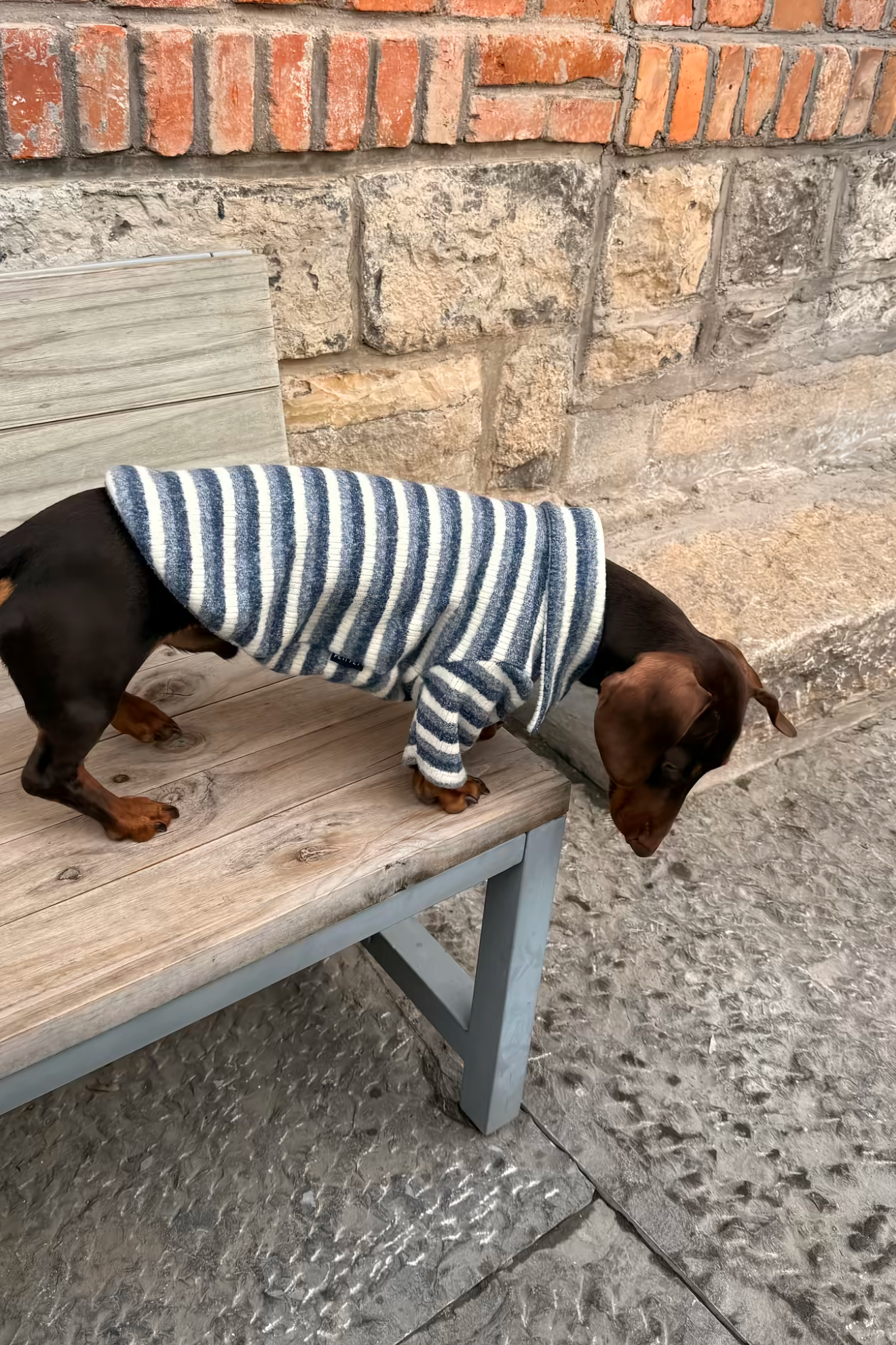 Gentle Blue Polo