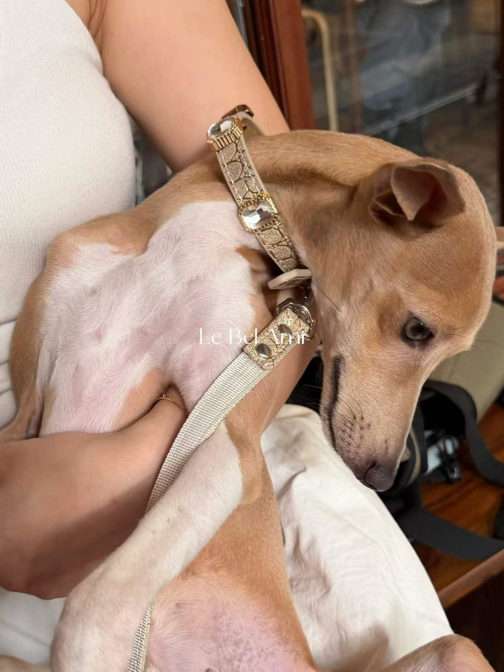 Ivory Luxe Gem Collar + Leash