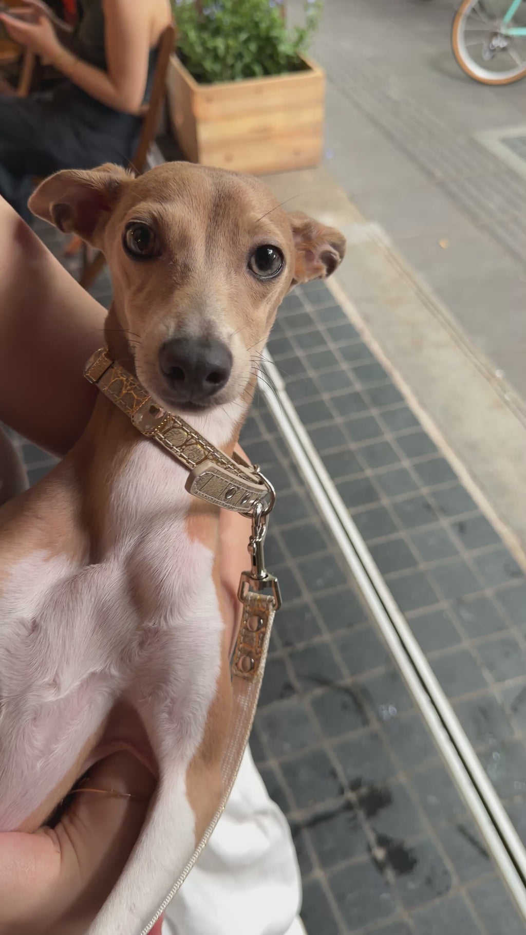 Ivory Luxe Gem Collar + Leash