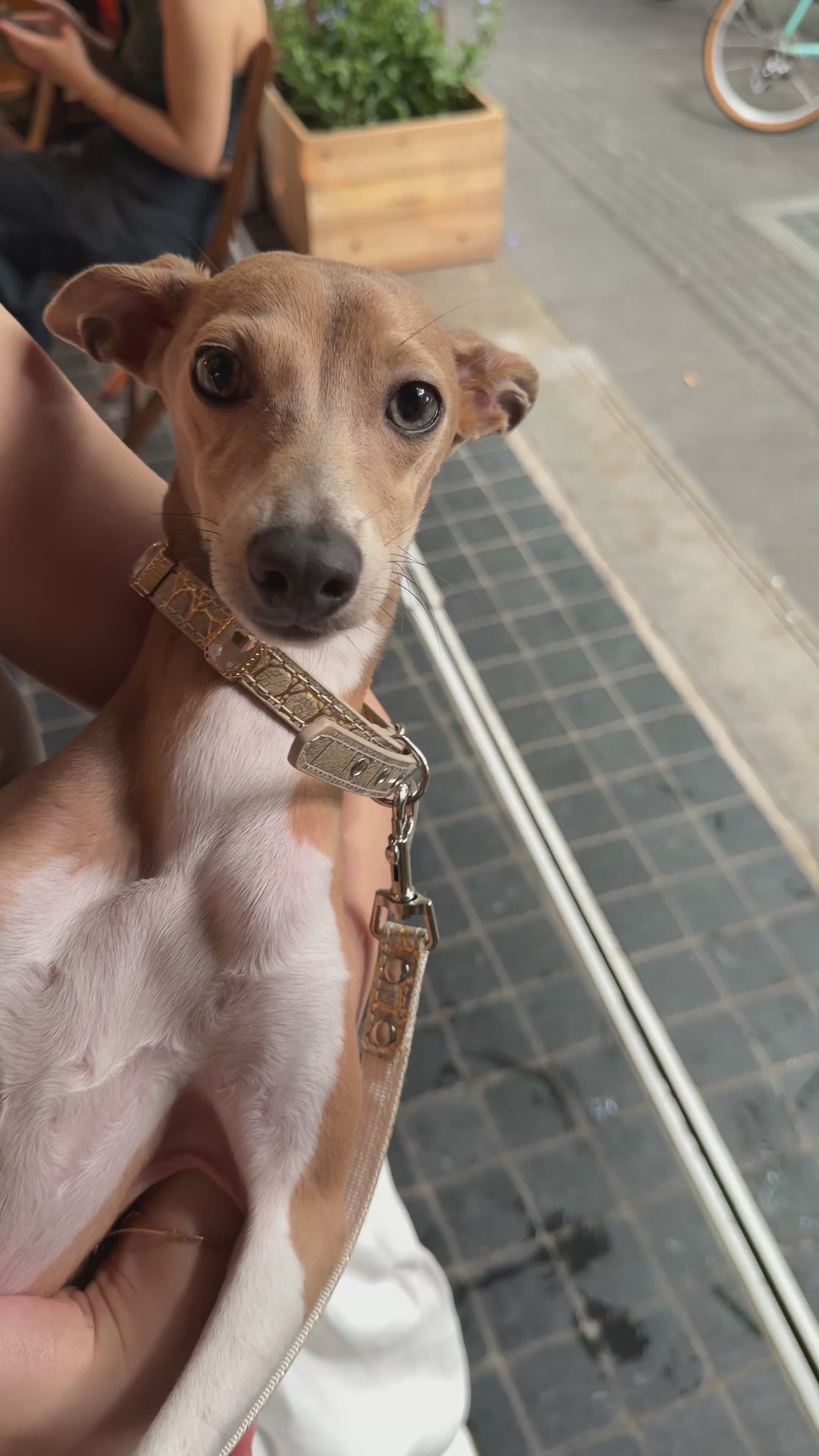 Ivory Luxe Gem Collar + Leash