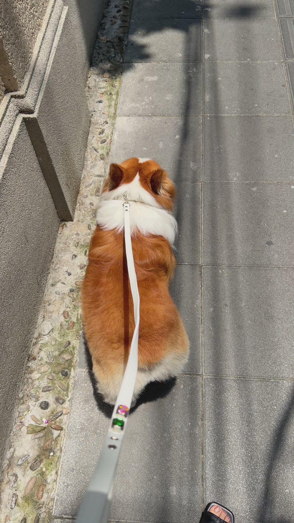 Blanc Radient Collar